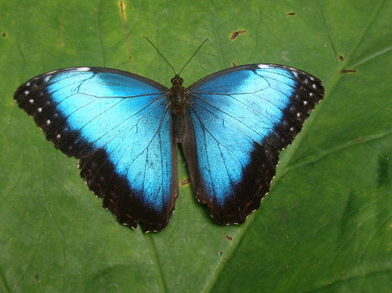 Butterfly Conservatory